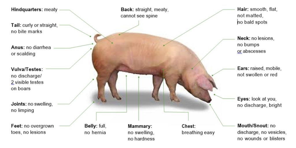 Pig Health & WellBeing Small Scale Pig Farming