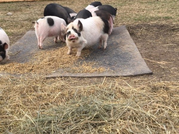 Small Scale Pig Farming - Small Scale Pig Farming