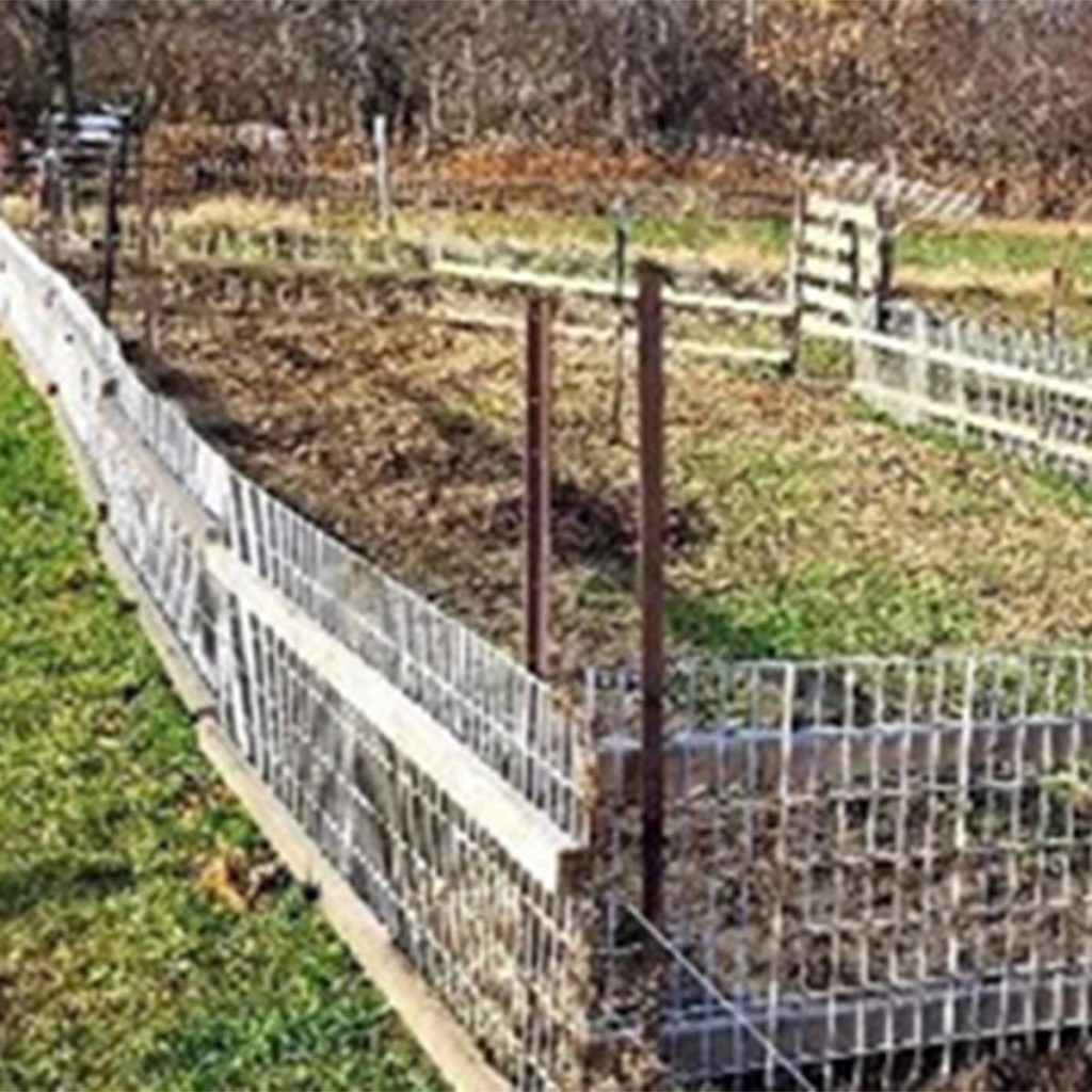 Ensure your fence is robust to prevent pigs from escaping